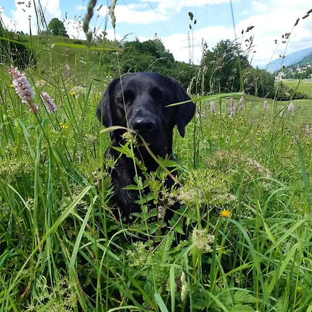 Fuerstauhof * Fürstau