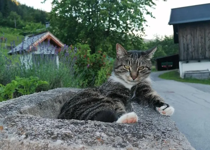 Lägenhet Fuerstauhof *