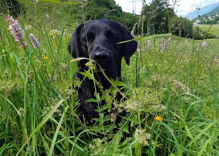 Fuerstauhof * Fürstau